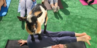 Goat Yoga